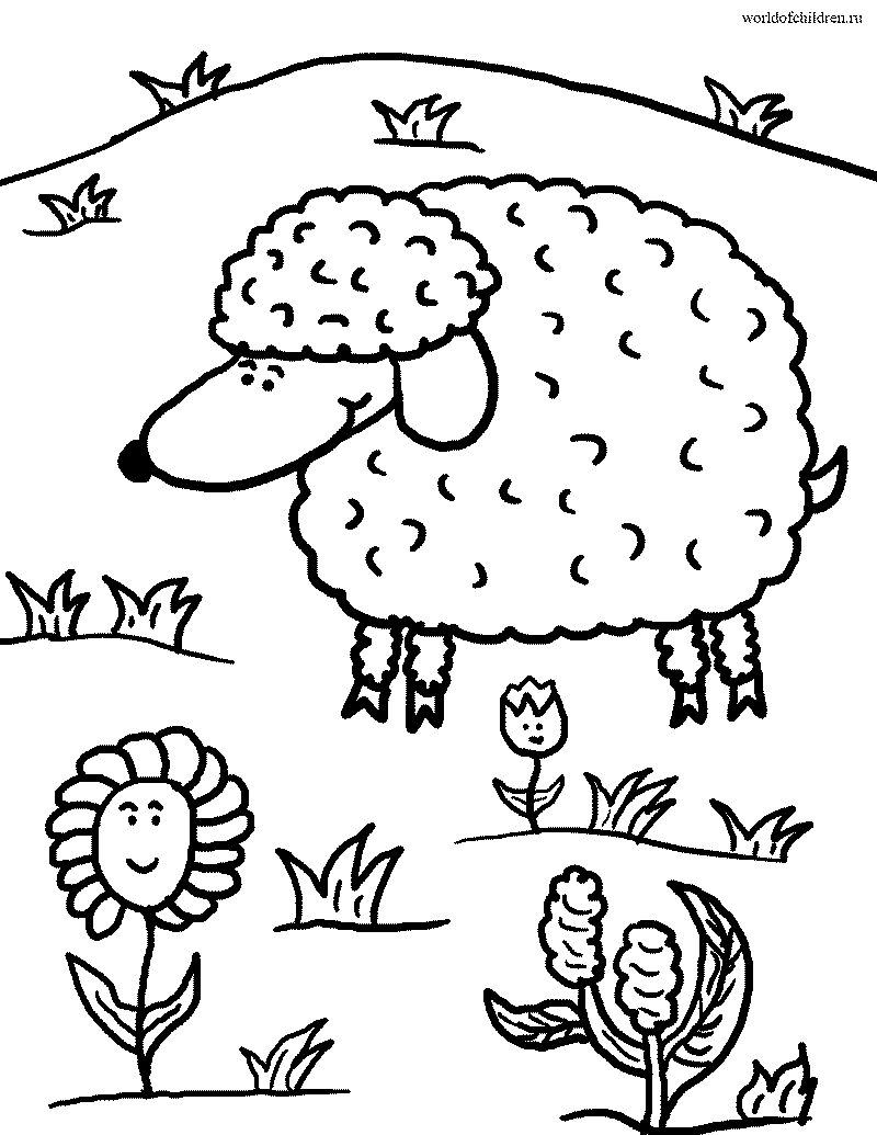 Раскраска овца